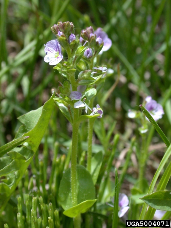 thymeleaf speedwell (Veronica serpyllifolia)