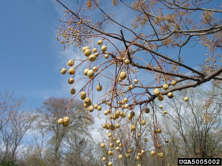 chinaberry (<em>Melia azedarach</em>) fruit(s)