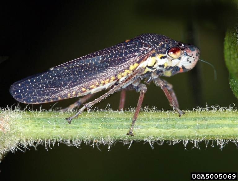 spittlebugs or froghoppers (family Cercopidae) (Family Cercopidae)