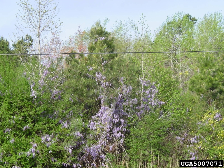 Chinese wisteria (Wisteria sinensis)