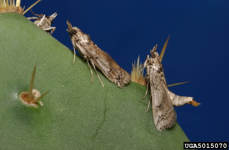 cactus moth (Cactoblastis cactorum (Berg, 1885))