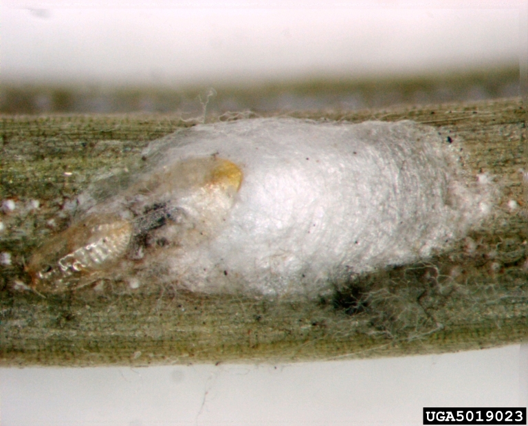 pine needle scale (Chionaspis pinifoliae (Fitch))