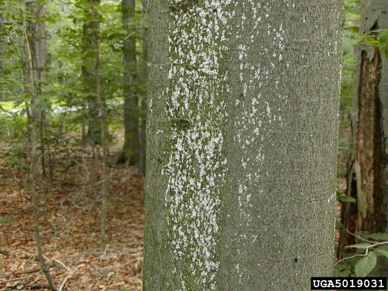 beech scale (Cryptococcus fagisuga ) on American beech (Fagus