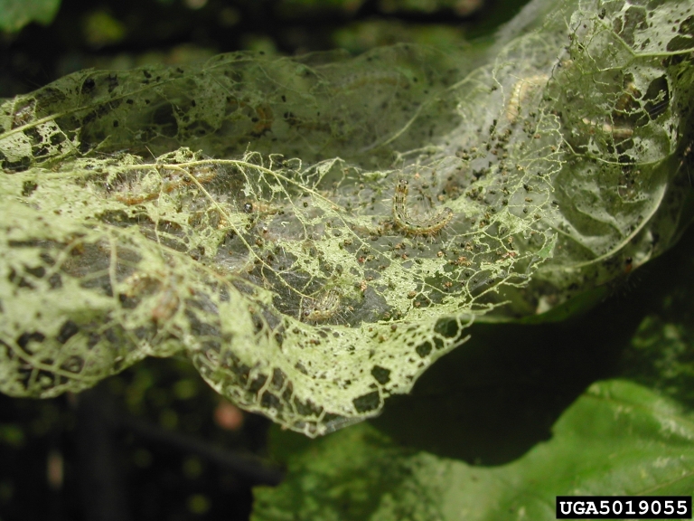 fall webworm (Hyphantria cunea (Drury, 1773))