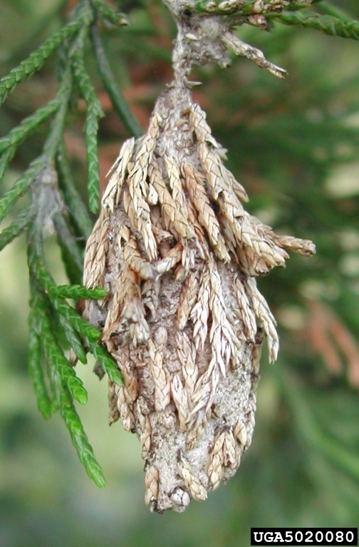 evergreen bagworm (Thyridopteryx ephemeraeformis)