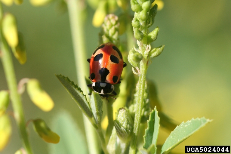 lady beetle (<em>Hippodamia parenthesis</em>) adult