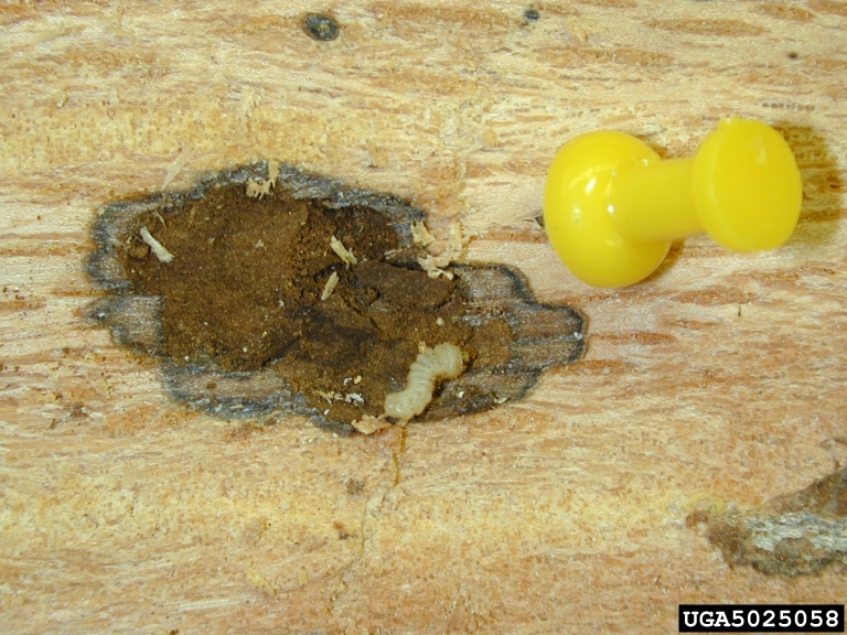 red oak borer (Enaphalodes rufulus (Haldeman, 1847))