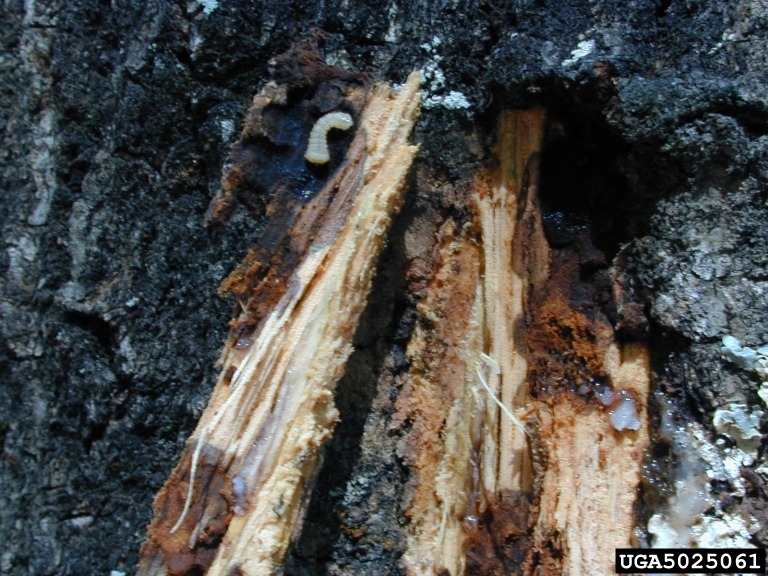 red oak borer (Enaphalodes rufulus (Haldeman, 1847))