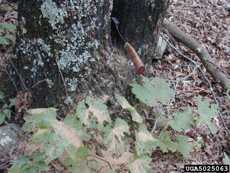 red oak borer (Enaphalodes rufulus)