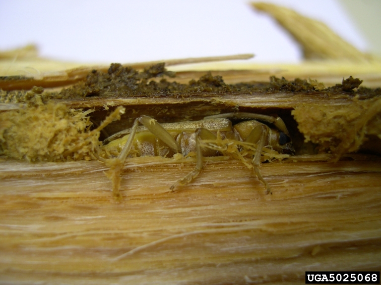 red oak borer (Enaphalodes rufulus)
