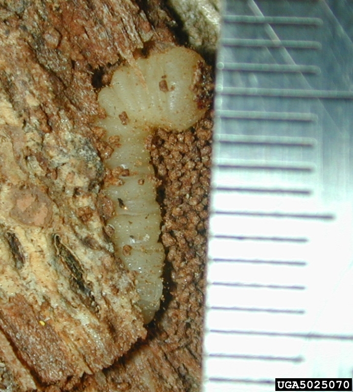 red oak borer (Enaphalodes rufulus (Haldeman, 1847))