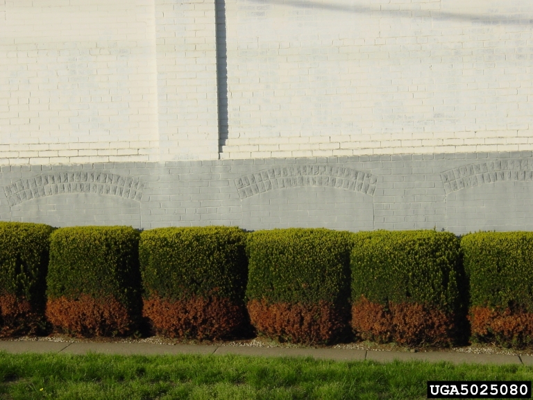 Road salt or deicing salt