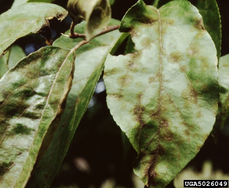 apple scab (<em>Venturia inaequalis</em>) symptoms on crabapple and apple (<em>Malus spp.</em>)
