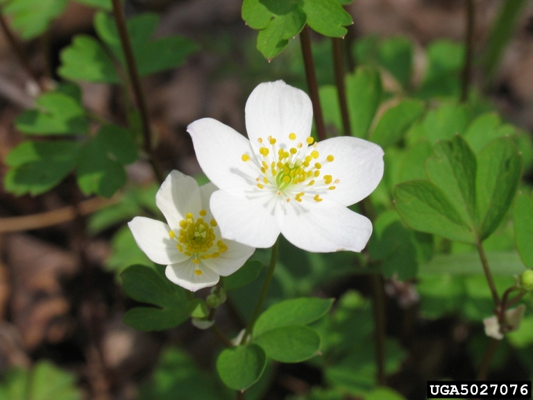 rue anemone (Thalictrum thalictroides)