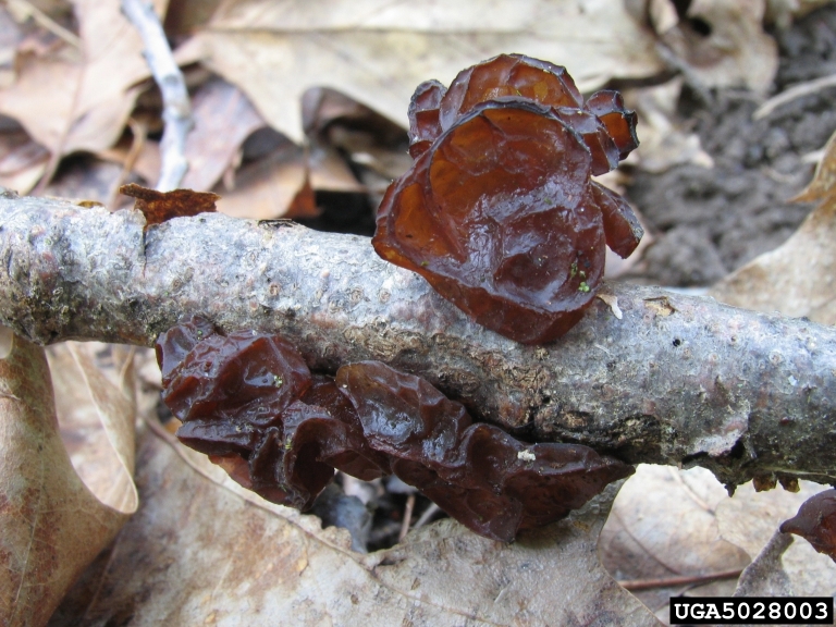 wood ear (Auricularia auriculajudae)