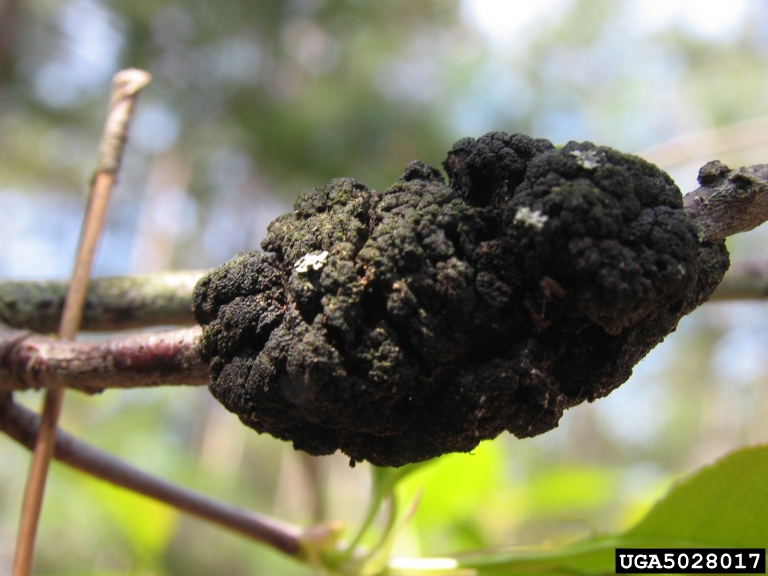 black knot (Apiosporina morbosa)