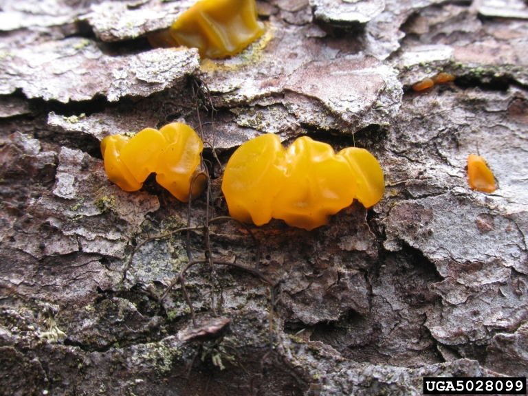 orange jelly (Dacrymyces palmatus)