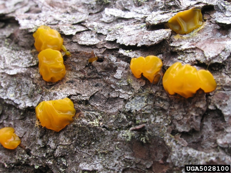 orange jelly (Dacrymyces palmatus)
