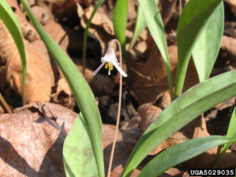 Minnesota trout lily (Erythronium propullans)