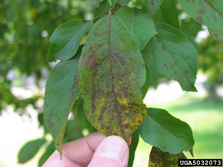 apple scab (<em>Venturia inaequalis</em>) symptoms on apple (<em>Malus domestica</em>)