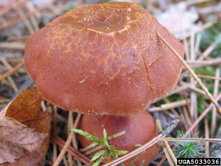 Boletus mushroom (Genus Boletus)