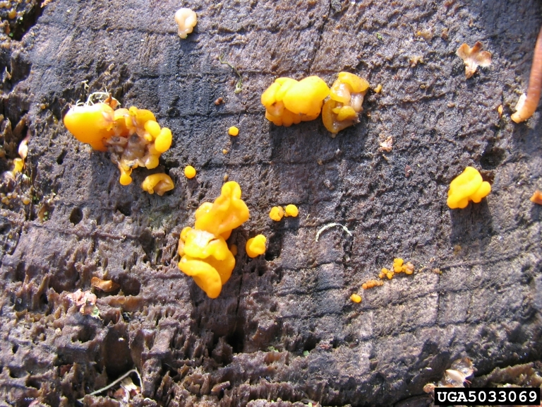 orange jelly (Dacrymyces palmatus)
