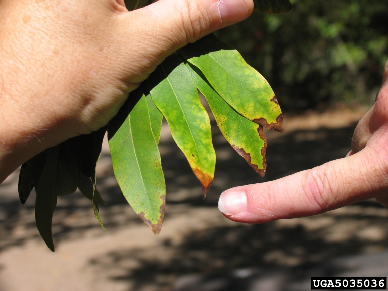 Spots often form where water collects and remains on the leaves.?