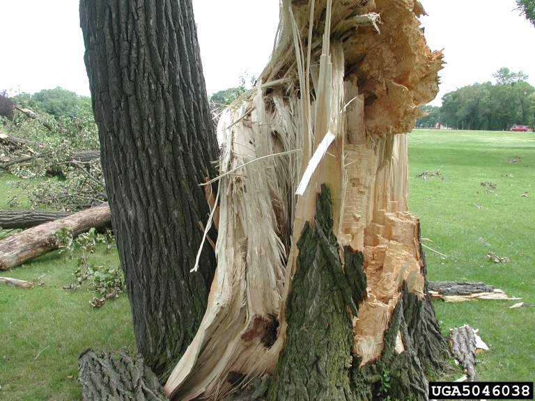 tree removal (urban)