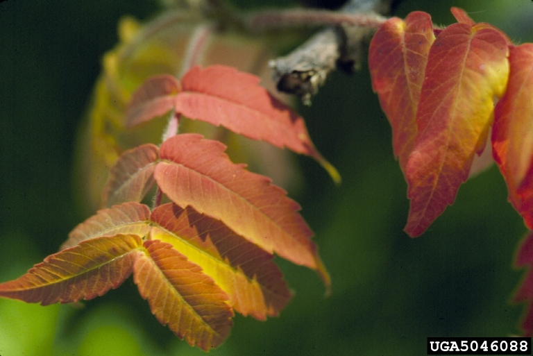 staghorn sumac, Rhus typhina (Sapindales Anacardiaceae) 5046088