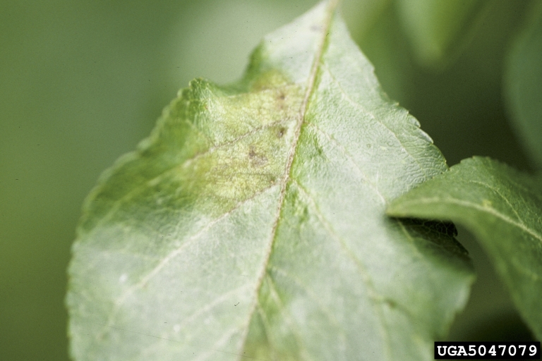 apple scab (<em>Venturia inaequalis</em>) symptoms on crabapple and apple (<em>Malus spp.</em>)