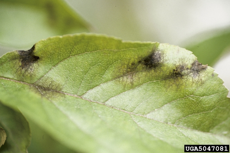 apple scab (<em>Venturia inaequalis</em>) symptoms on crabapple and apple (<em>Malus spp.</em>)