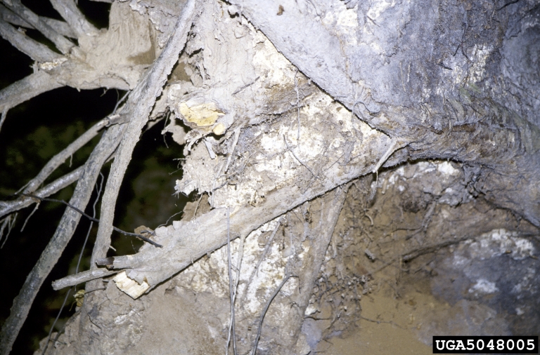 ash root rot (Scytinostroma galactinum)