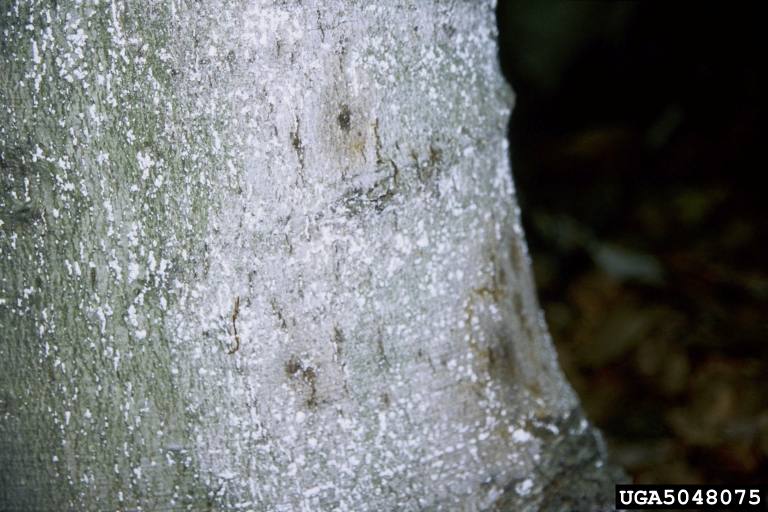 beech bark disease (Nectria coccinea ) on American beech (Fagus