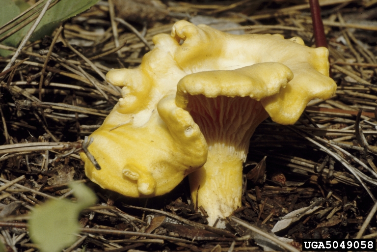 chanterelle (Cantharellus cibarius)