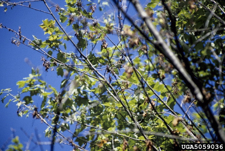 sycamore anthracnose (Apiognomonia