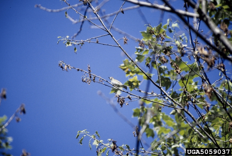 sycamore anthracnose (Apiognomonia