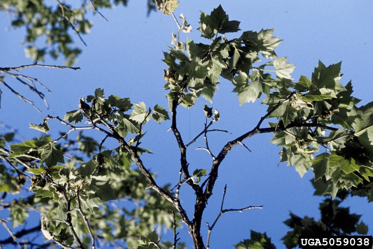 sycamore anthracnose (Apiognomonia