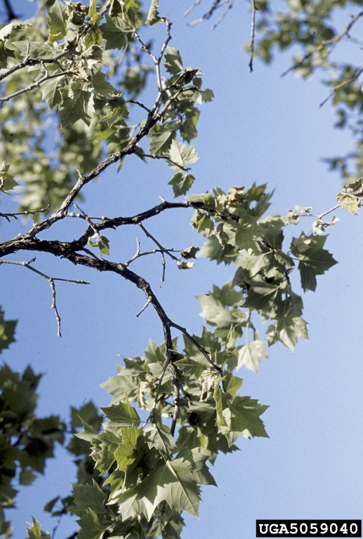 sycamore anthracnose (Apiognomonia