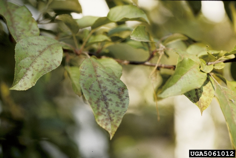 apple scab (<em>Venturia inaequalis</em>) symptoms
