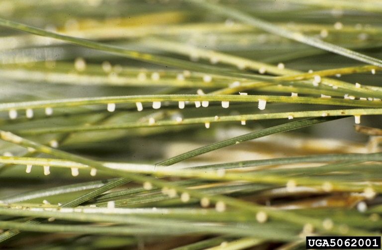 pine needle rusts (Genus Coleosporium)