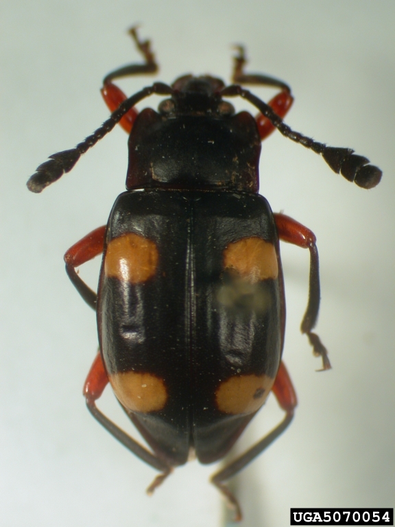 handsome fungus beetle (Eumorphus quadriguttatus quadriguttatus (Illiger))