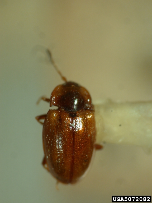 minute fungus beetle (Periptyctus russulus)