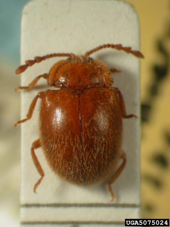 handsome fungus beetle (Stenotarsus pumilio)
