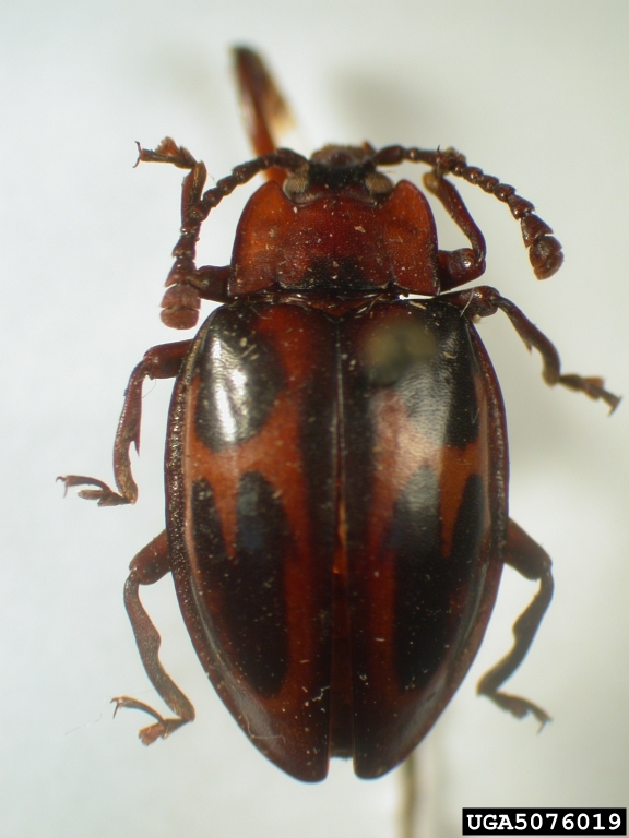 handsome fungus beetle (Trycherus basilewskyi)