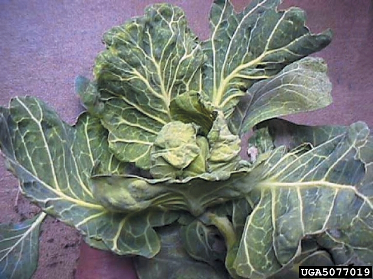 Cabbage Leaf Curl Virus (Geminivirus CaLCuV ) on cabbage (Brassica
