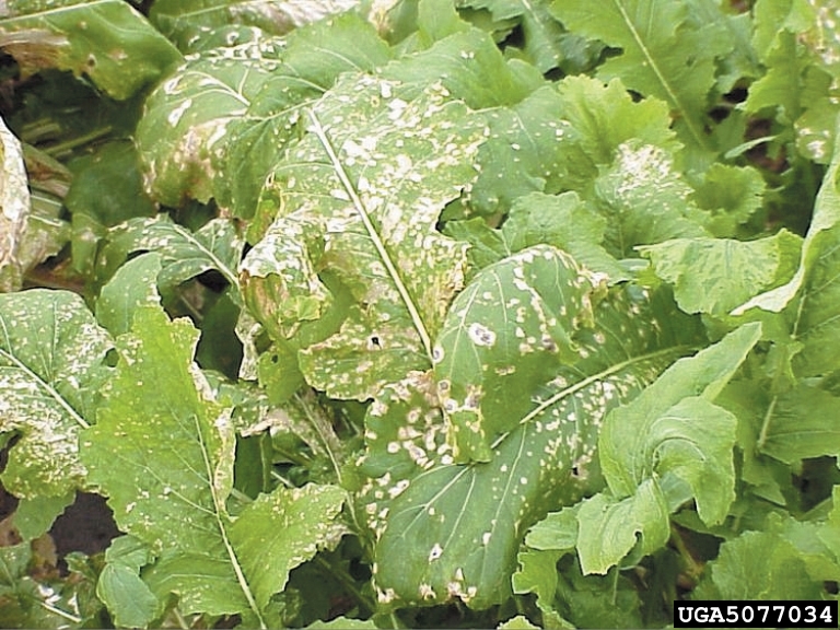 white leaf spot (Cercospora brassicicola ) on turnip (Brassica rapa ssp