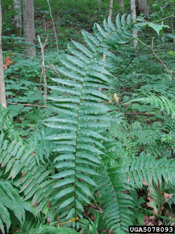 glade fern (Diplazium pycnocarpon)