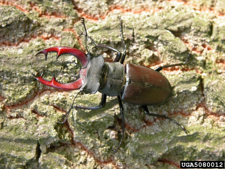 stag beetle (Lucanus cervus (Linnaeus, 1758))
