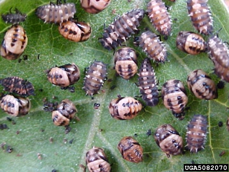 leaf eating lady beetles (Genus Epilachna)