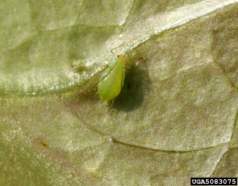 lettuce aphid (Acyrthosiphon lactucae)